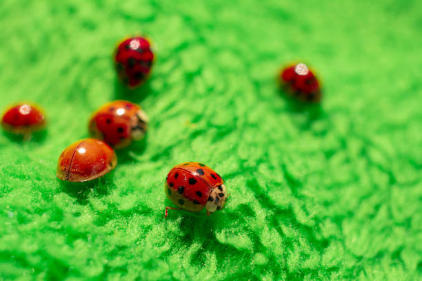 istock little red ladybugs on green fabric close up micro shot 1220512545