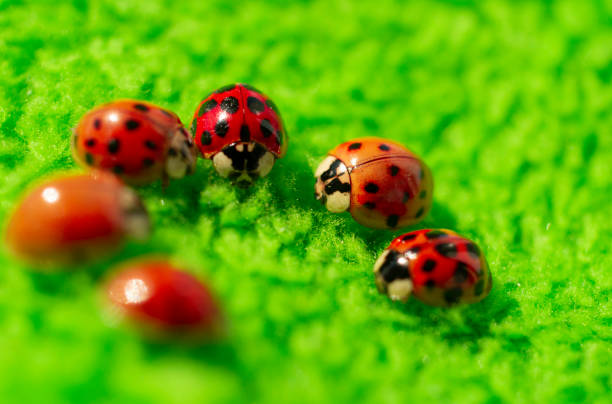 istock little red ladybugs on green fabric close up micro shot 1220512980