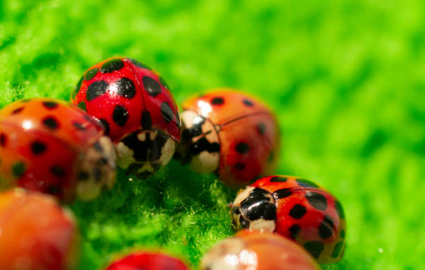 istock little red ladybugs on green fabric close up micro shot 1220512986