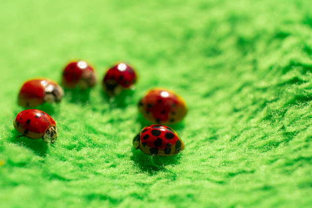 istock little red ladybugs on green fabric close up micro shot 1220513112