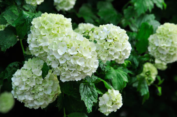 hydrangea (noms communs hortensia ou hortensia) est un genre de plantes à fleurs de la famille hortense. - hortense photos et images de collection