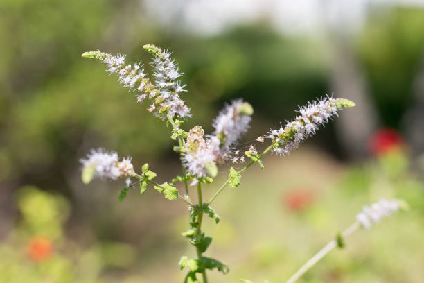 istock Group of Actaea racemosa Flowers: White Efflorescence 1220513391