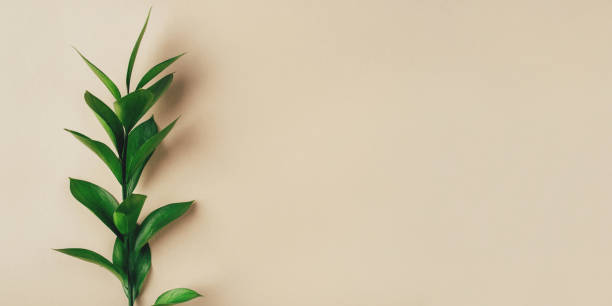 istock Fresh green branch on a beige background. 1220514823