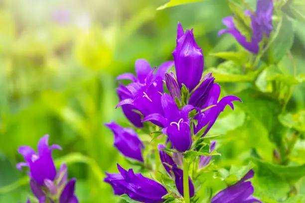Campanula persicifolia, the peach-leaved bellflower,is a flowering plant species in the family Campanulaceae