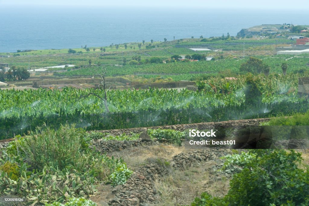Blick Auf Die Gemüsefelder Der Insel Teneriffa Landwirtschaft Stockfoto Blick Auf Die Gemüsefelder Der Insel Teneriffa Landwirtschaft Stockfoto