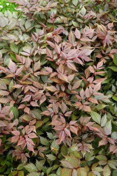 istock Plants in the spring garden 1220515158
