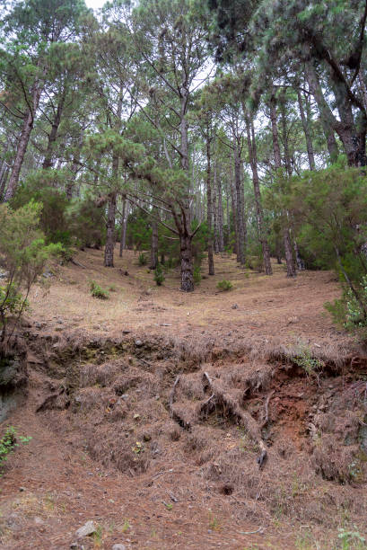 istock Dense forest on the island of Tenerife. 1220515716
