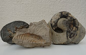 fossiles-tier-in-einem-sedimentgestein-mineralisiert.jpg?b=1&s=170x170&k=20&c=s8fRj5jrQIMOcGaNgCwxu72YV4hCJuaPE97yyX5QrDY=