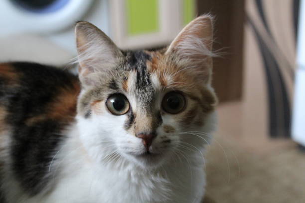 istock close-up portrait of a multicolored cat 1220516442