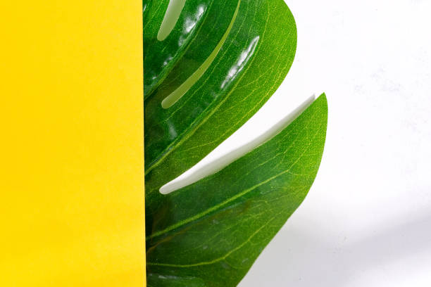istock Natural backdrop from green tropical Monstera leaf on a duotone yellow white background with soft shadows. 1220517244