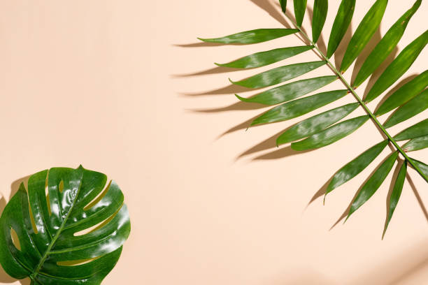 istock Tropical leaves and shadows on the paper background. Summer concept frame. Copy space 1220517500
