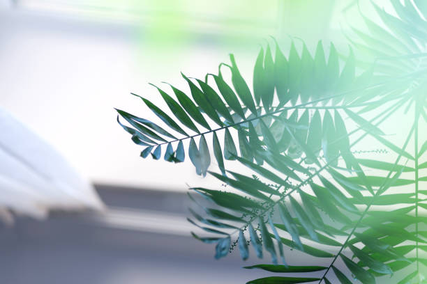 istock Natural background with defocused tropical palm leaves against blurred window view. 1220518094