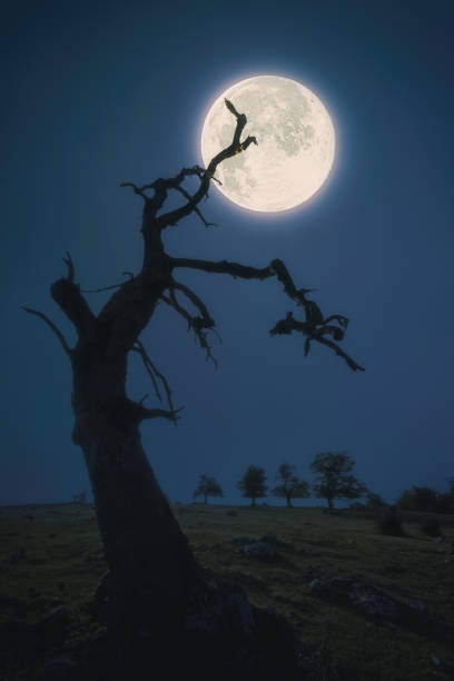 istock creepy and  scary tree at night against big full moon 1220518121