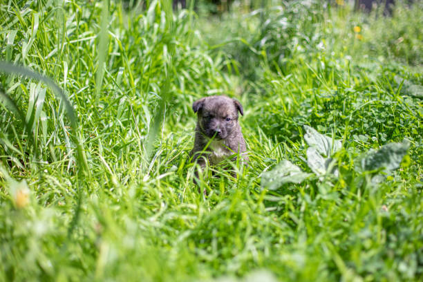 istock Little dog (puppy) on the grass 1220518267