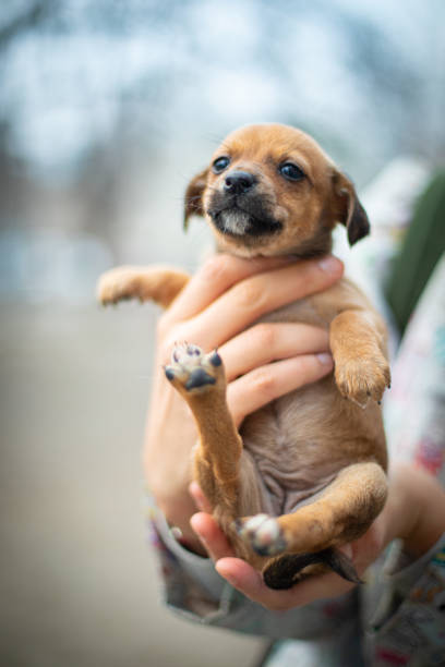 istock Little dog (puppy) in the hands 1220518285