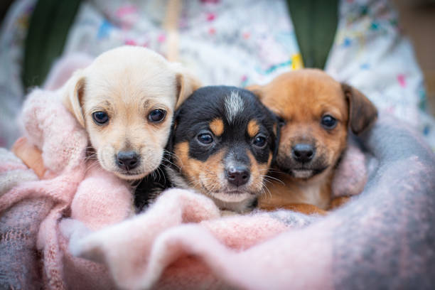 istock Three little puppies in a blanket 1220518326