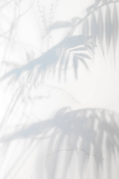istock Decorative backdrop with shadows from tropical palm plant on a light grey background. 1220518553