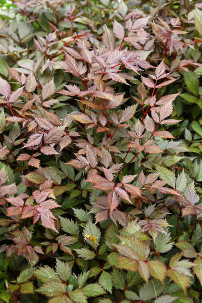 istock Plants in the spring garden 1220518855