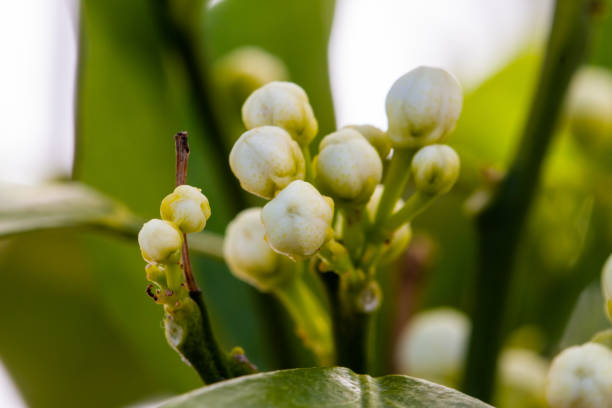 istock Orange blossom flowers in natural light 1220518861