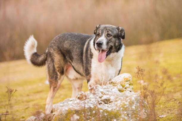 istock Mastiff dog posing in the park next to a rock. 1220518865