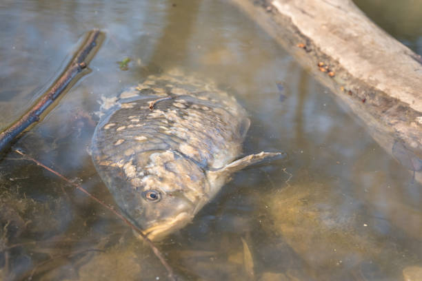 istock Dead fish float on surface of water in polluted lake or river 1220519096