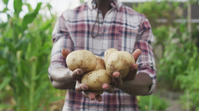 African American man showing potatoes at the camera