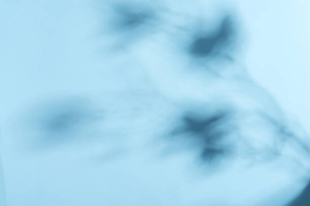 istock Decorative corner frame with soft shadows from twig of exoptic orchid flower on a pastel blue background. Greeting card. 1220520359