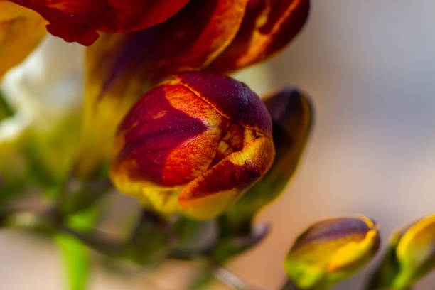 istock Red freesia flower buds in spring natural light 1220521208