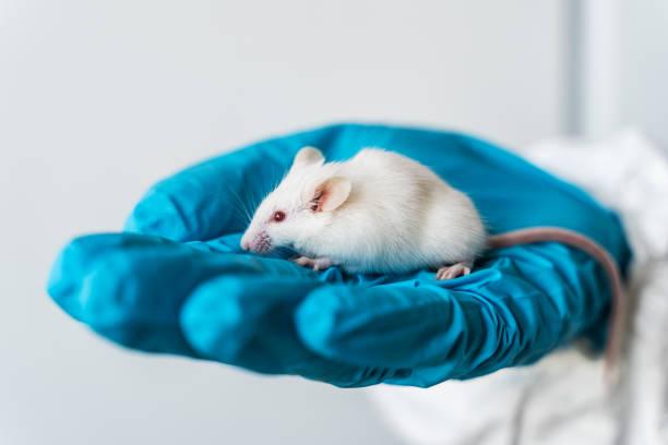 istock Small experimental mouse is on the laboratory researcher's hand.Testing covid-2019 new coronavirus vaccine in laboratory animals 1220521456