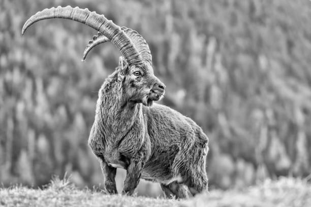 istock The King of the Alps mountains (Capra ibex) 1220523067