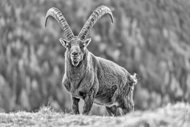 istock The King of the Alps mountains (Capra ibex) 1220523072