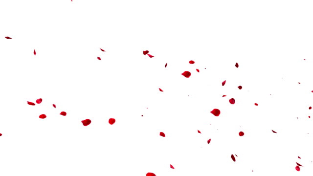 Red rose petals blowing from left to right on  white and black background. 3D rendering (Alpha matte)