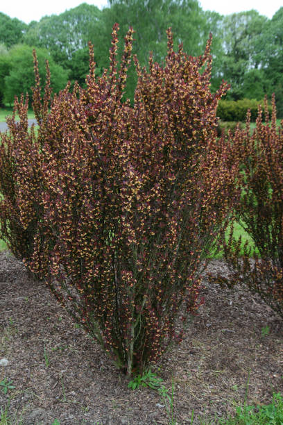 istock Plants in the spring garden 1220523316