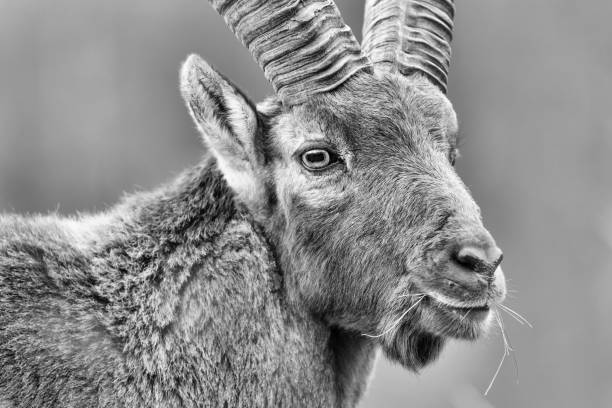 istock The King of the Alps mountains (Capra ibex) 1220523368