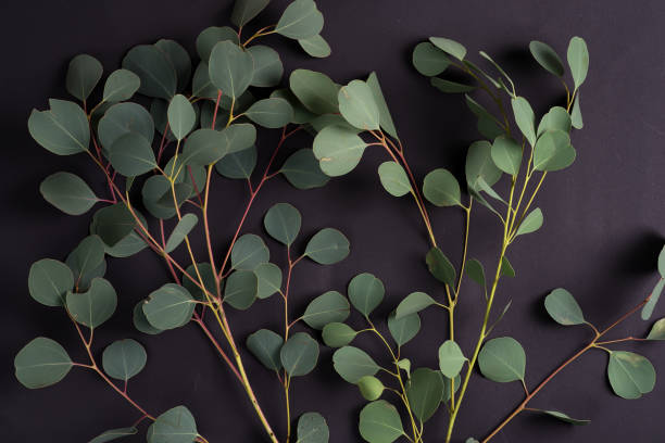 istock Fresh natural branches of Eucalyptus plant on a black background. Natural backdrop for greeting compositions. 1220523395