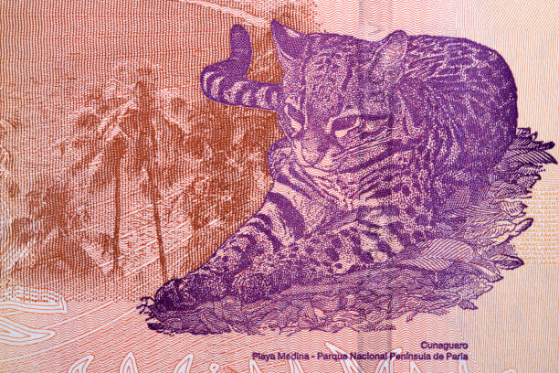 istock Ocelot a portrait from Vanezuelan money 1220524092