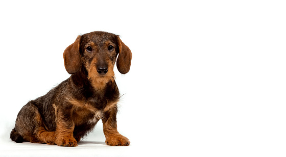 Beautiful dachshund puppy. Dog portrait