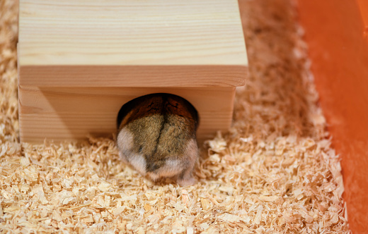 The Djungarian dwarf hamster is entering its wooden house through the hole in the cage.