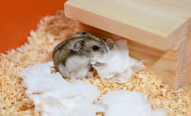 The female Djungarian hamster with the piece of paper in its mouth is sitting next to the wooden house in the cage.