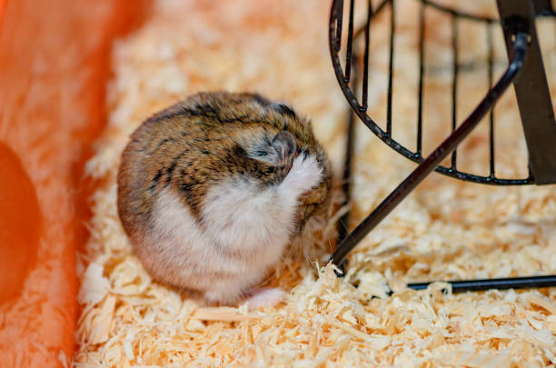 istock The funny hamster is covering its head with the front paws. 1220526633