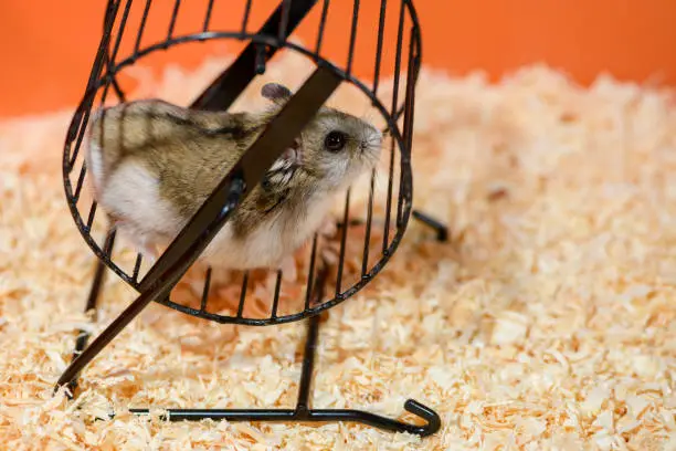 The adult Djungarian hamster is in the black metal running wheel in the cage.