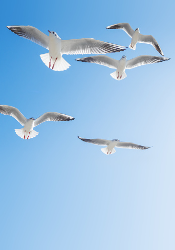 Flock Of White Birds Flying With Clouds In The Background
