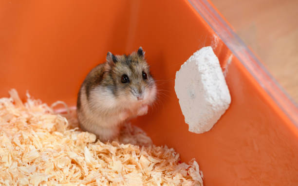 istock The scared hamster is on the sawdust in the cage. 1220526755