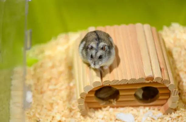 The Djungarian hamster is on the wooden house in the cage.