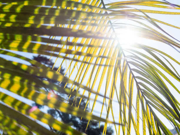 istock Sun shines through palm tree leaves. Tropical tree with fresh green foliage. 1220527559