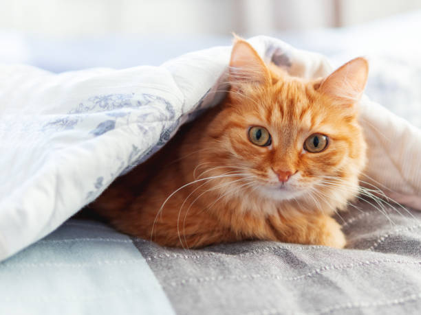 istock Cute ginger cat is hiding under blanket. Fluffy pet with funny face expression. Cozy home background. 1220527772