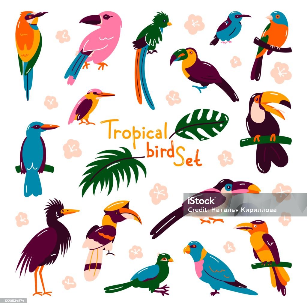 Set Of Bright Exotic Different Tropical Birds Macaw Cockatoo ...
