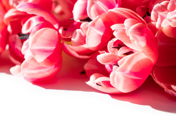 Close up  of Beautiful pink red  peony tulip background