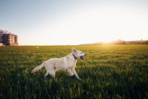 Happy dog (labrador retriever) running on field at beautiful sunset.