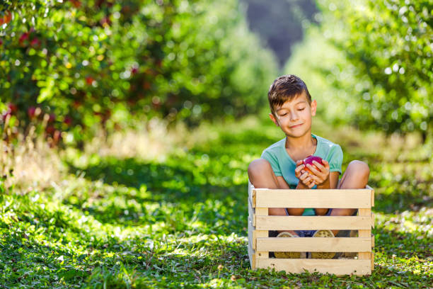 小さな農家の少年は庭で晴れた日を過ごし、楽しんで、リンゴを手に木箱の中に座っています。 - orchard child crop little boys ストックフォトと画像